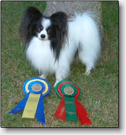 Lille-Per with his rosettes from Sofiero